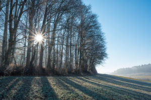 Field landscape with forest on a winter morning Field landscape with forest on a winter morning